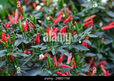 Capsicum frutescens Demon Red, chilli pepper Demon Red, bushy annual abundant small upward-pointing red fruits Stock Photo