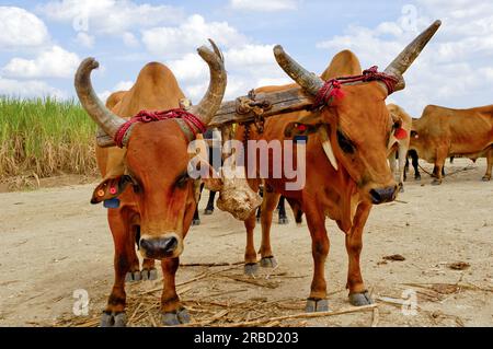 Oxes are working at sugar cane farm. Dominican Republic. Stock Photo