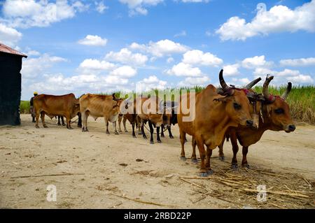 Oxes are working at sugar cane farm. Dominican Republic. Stock Photo