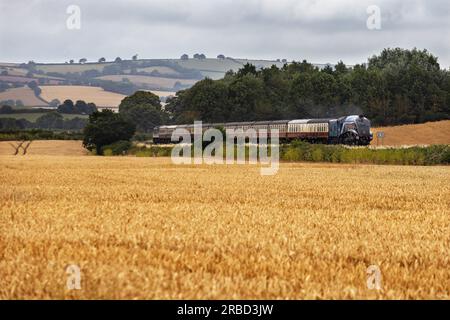 LNER Class A4 4498 (60007)  Sir Nigel Gresley steam train pictured travelling through the Devon countryside. Stock Photo