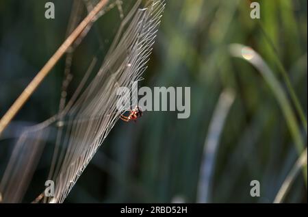 Marktoberdorf, Germany. 09th July, 2023. A spider sits in its web in the morning sun on a meadow. Credit: Karl-Josef Hildenbrand/dpa/Alamy Live News Stock Photo