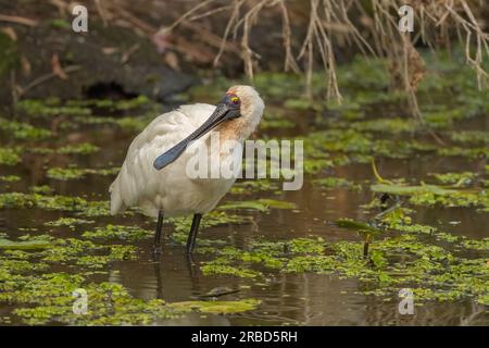 The Royal Spoonbill is a large white waterbird with black, spatulate (spoon-shaped) bill, facial skin, legs and feet. Stock Photo