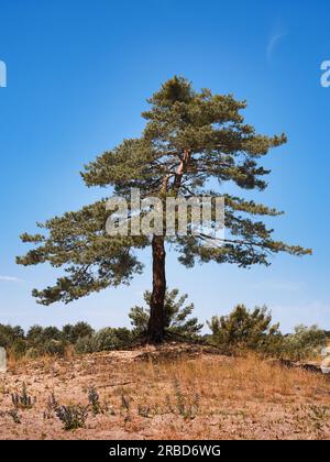 Lone pine tree growing on dry sandy ground under a clear blue sky, with sparse vegetation and a natural rural landscape in summer light. Stock Photo