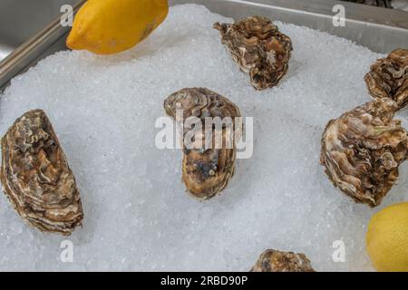 enjoy a platter of freshly served marennes d'oleron oysters, known for their exquisite taste and delicate texture, offering a luxurious seafood experi Stock Photo