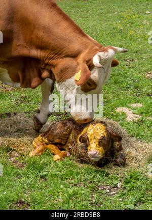 A 5 minute old newborn calf is lying on its side next to its cow mother. Stock Photo