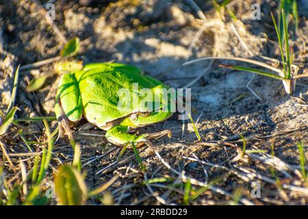 Green frog basking in the sun, spring day, eastern Poland Stock Photo