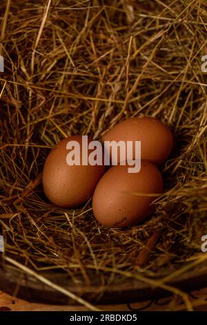 Happy Backyard Hens lay nice brown eggs, Stock Photo