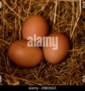 Happy Backyard Hens lay nice brown eggs, Stock Photo