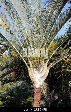 Triangle palm (Dypsis decaryi) is native to Madagascar. Angiosperms. Arecaceae. Stock Photo