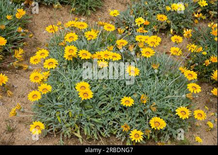 Treasure flower (Gazania linearis or G.azania longiscapa) is a perennial herb native to South Africa. Stock Photo