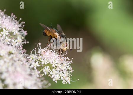 Parasitic fly Tachina fera Stock Photo