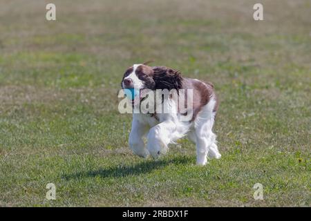 Springer Spaniel. Running dog with a ball Stock Photo