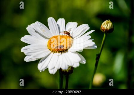 Hoverfly sitting on a large daisy flower. Stock Photo