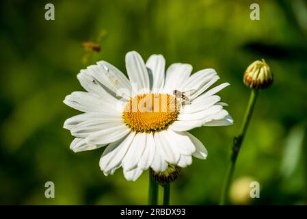 Hoverfly sitting on a large daisy flower. Stock Photo