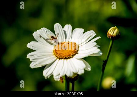 Hoverfly sitting on a large daisy flower. Stock Photo