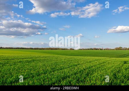 Verdant Wheat Fields in Bloom Stock Photo