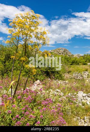 Flowery field in the La gallinera valley and the La Forada arch rock at the background. Costa blanca, Alicante, Spain. Stock Photo
