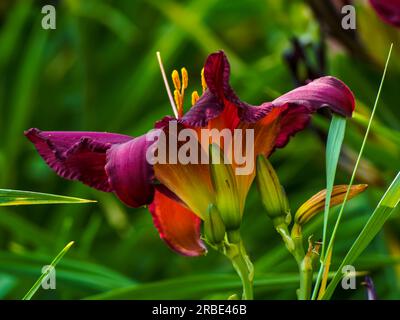 burgundy and multicolored lilies in a natural environment, in full bloom, elegant, romantic, delicate flowers, colorful blurred background, emphasized Stock Photo