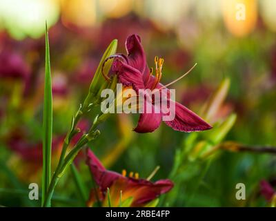 burgundy and multicolored lilies in a natural environment, in full bloom, elegant, romantic, delicate flowers, colorful blurred background, emphasized Stock Photo