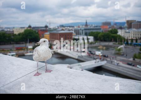 A seagull rests on a ledge of the Oslo Opera House on a cloudy day, which was built in 2008 with the intention to allow visitors to walk up its marble Stock Photo