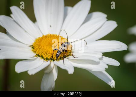A black and yellow longhorn beetle on a large daisy flower. Stock Photo