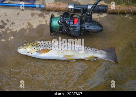 Brown trout held in water stream clear vivid image of nice summer catch copy space outdoor backgrounds vacation theme Stock Photo