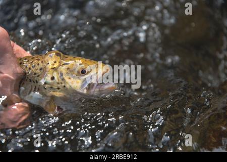 Brown trout held in water stream clear vivid image of nice summer catch copy space outdoor backgrounds vacation theme Stock Photo