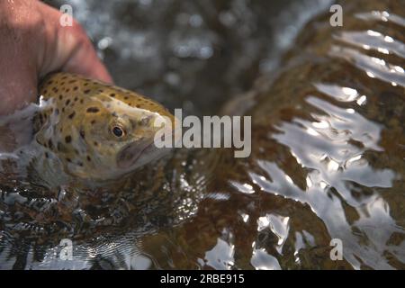 Brown trout held in water stream clear vivid image of nice summer catch copy space outdoor backgrounds vacation theme Stock Photo