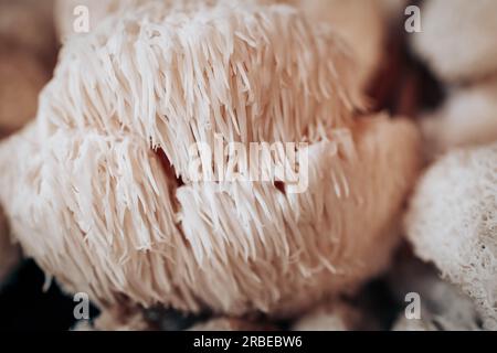 Close up of hericium erinaceus or Lions mane mushroom. Medical mushroom concept Stock Photo