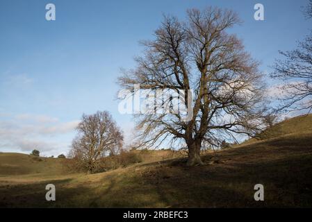 Lower Oder Valley National Park protects some meadows on hills with high biodiversity at the Polnish- German border in Brandenburg province. Stock Photo