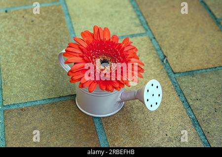Garden, Flowers And Blossoms: Decoration, Gerbera, Flower In A Small Watering Can As A Vase Stock Photo