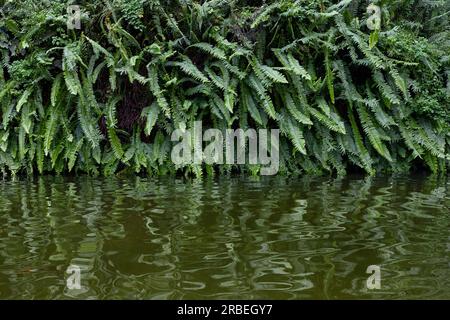 Fern leaves reflecting into a small pond, abstract close-up view of a corner of a garden with shades of green, evoking positive emotions Stock Photo
