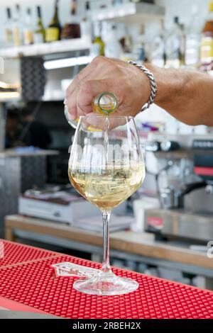 Busy bartender pouring white wine in a tall glass resting on the counter, bustling scene of the interior of a bar, restaurant or a pub in Tenerife Stock Photo