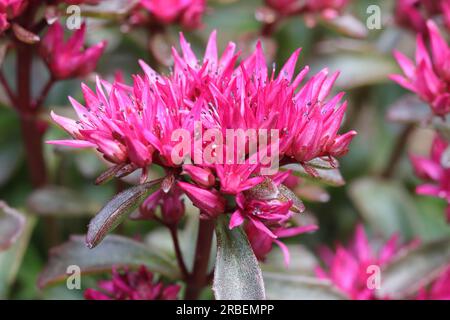 Close-up of a beautiful pink-flowered sedum plant, side view, blurry natural background Stock Photo
