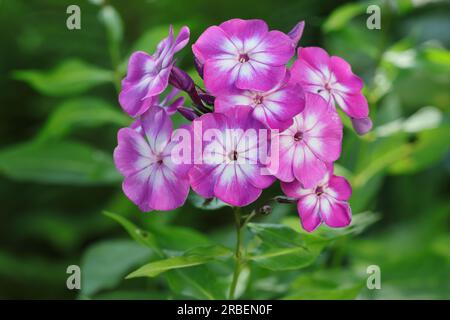 Close-up of a two-tone phlox paniculata flower with purple and white colorations in a garden bed, selctive focus, green blurry background Stock Photo