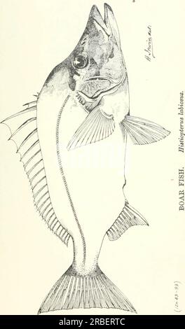 'Edible fishes and crustaceans of New South Wales' (1893) Stock Photo