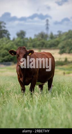 Herd of Beef Shorthorn cows and calves grazing on lowland pasture, Peterborough, UK. Stock Photo