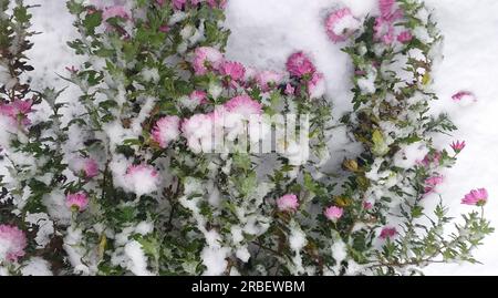winter background: pink chrysanthemums covered with snow Stock Photo