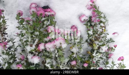 winter background: pink chrysanthemums covered with snow Stock Photo