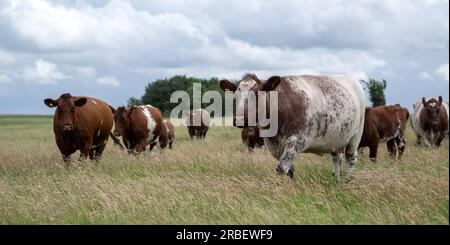 Herd of Beef Shorthorn cows and calves grazing on lowland pasture, Peterborough, UK. Stock Photo