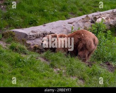 grizzly bear - in the wild looking for food in the green grass Stock Photo