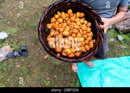 Raw betel nut in a wooden basket in mans hands in a village near Mawlynnong in Meghalaya in India Stock Photo