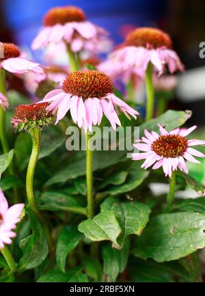 Bunch of Echinacea flowers in full bloom, with lush green leaves Stock Photo