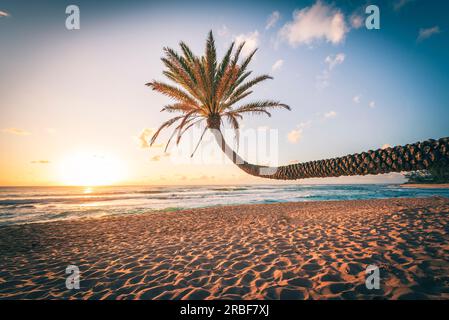 Leaning palm tree at sunset on hawaiian beach Stock Photo
