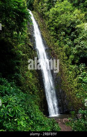 Sacred Manoa falls in hawaiian jungle Stock Photo