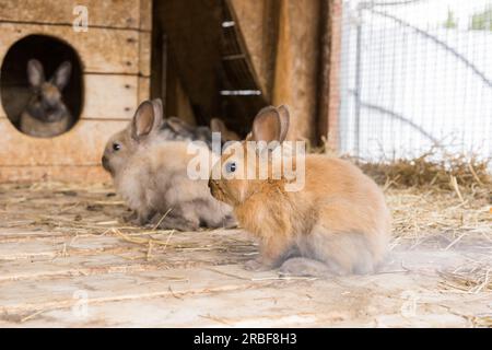 A small red rabbit on a wooden floor on a straw mat with rabbits out of focus Stock Photo