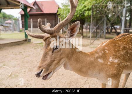 A deer in the park close up looks at the camera against the background of a wooden house Stock Photo