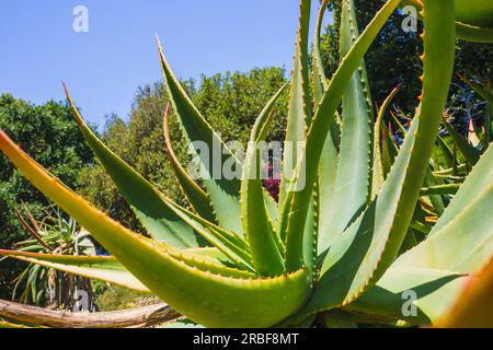Aloe Vera plant in the mountain top village of Comares, Axarquia,  Andalucia, Spain, Europe Stock Photo - Alamy