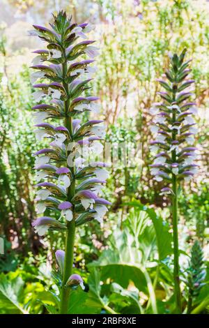 Acanthus, also known as Bear's Breech close-up in the garden. Decorative plants with attractive, shiny, lobed leaves, and a wonderful 2-6' tall spike Stock Photo