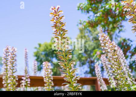 Acanthus, also known as Bear's Breech close-up in the garden. Decorative plants with attractive, shiny, lobed leaves, and a wonderful 2-6' tall spike Stock Photo